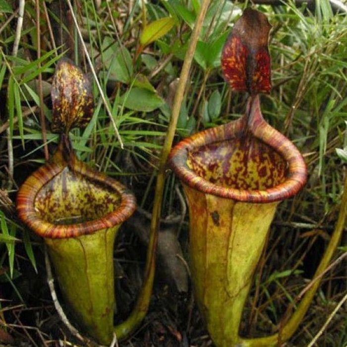 Непентес аттенборо