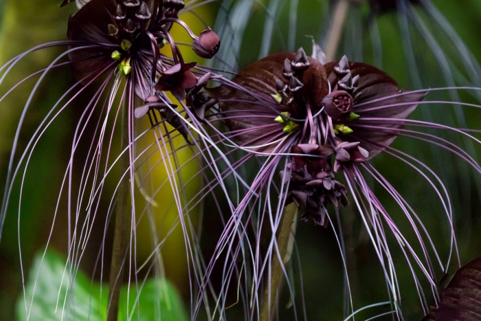 Такка шантрье