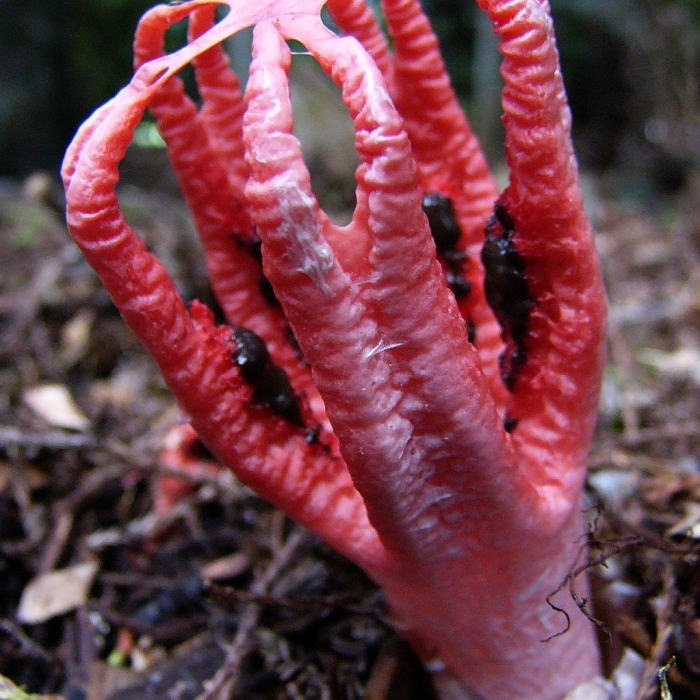 Антурус арчера гриб