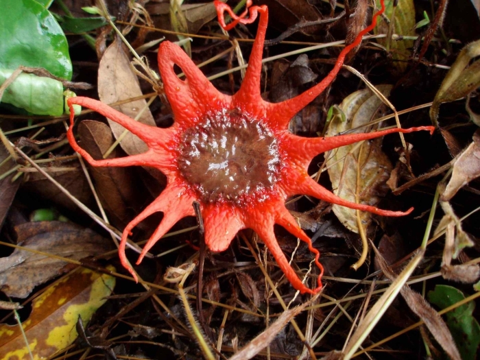 Самый страшный цветок в мире