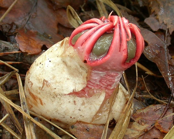 Aseroe rubra гриб