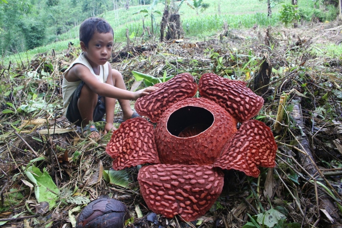 Цветок раффлезия арнольди