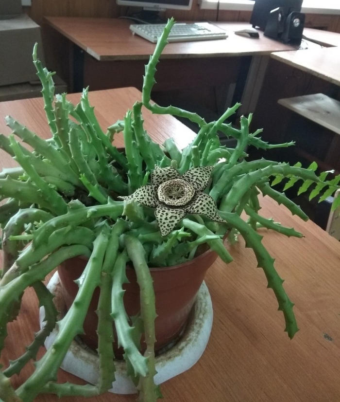 Страшные комнатные растения