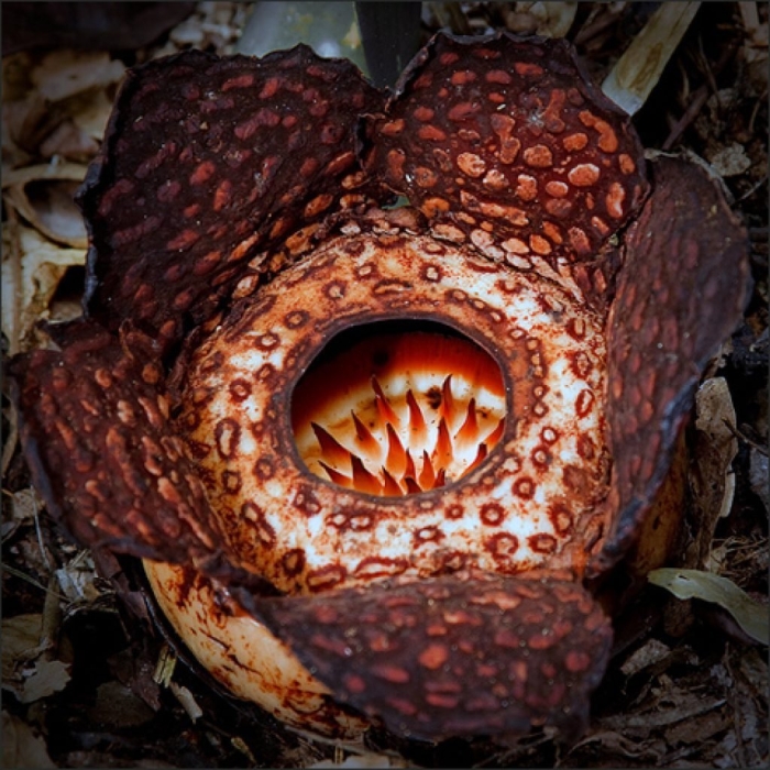 Цветок раффлезии