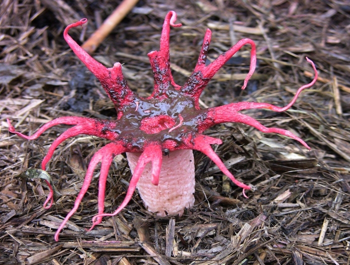 Морской гриб (aseroe rubra).