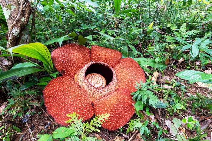 Раффлезии арнольда