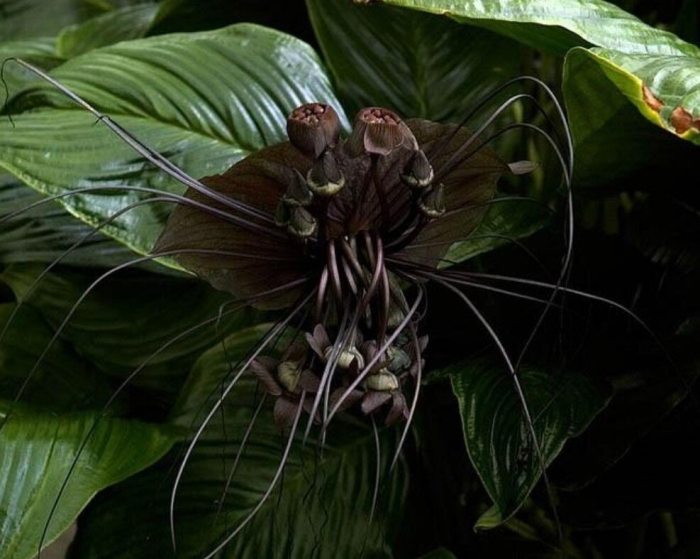 Цветок дьявола растение