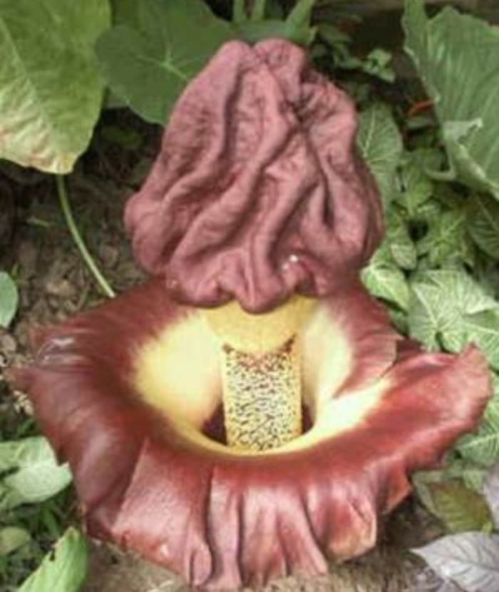 Amorphophallus paeoniifolius
