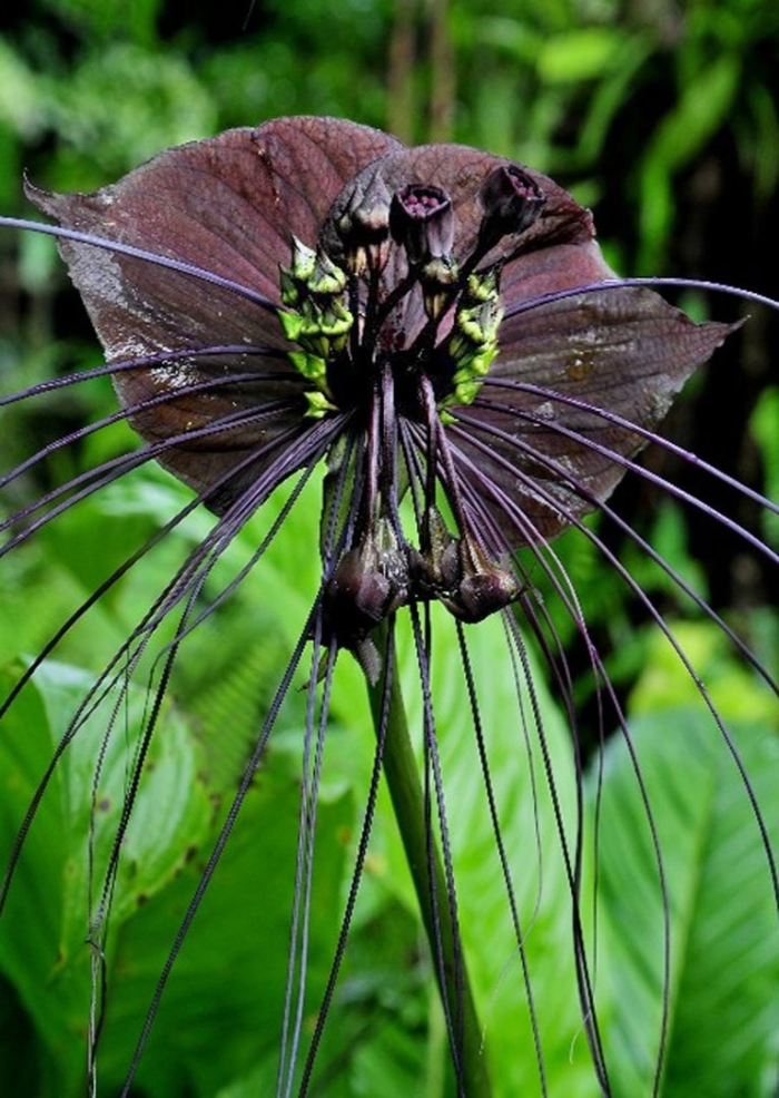 Такка цельнолистная