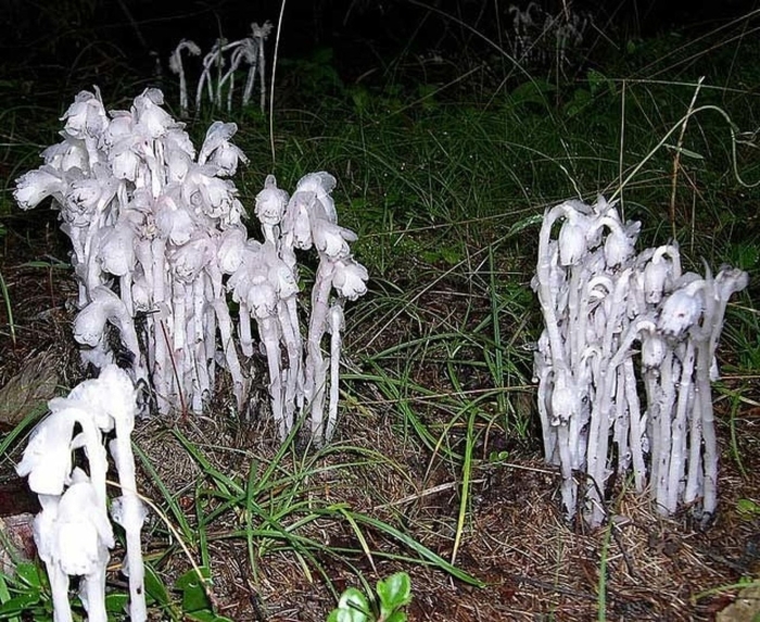 Monotropa uniflora