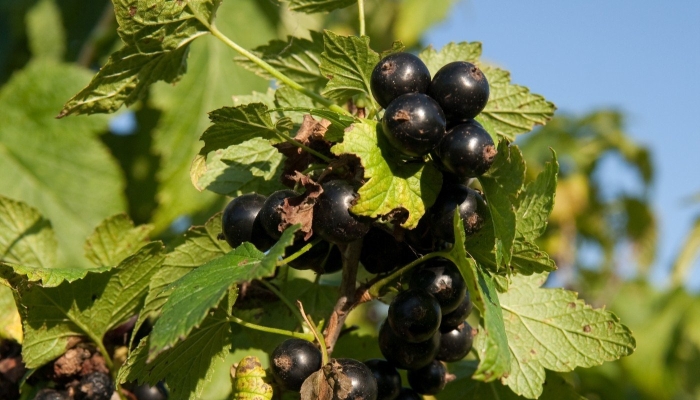 Смородина черная – ribes nigrum