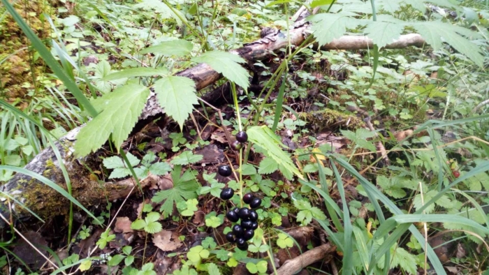 Воронец колосистый