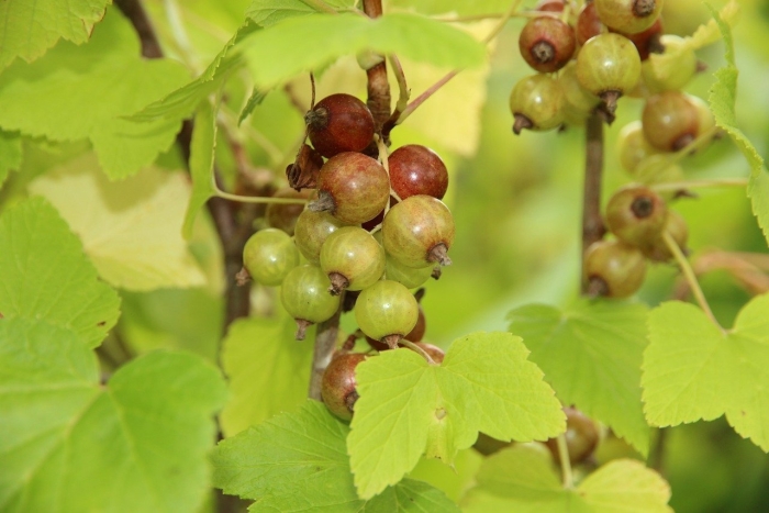 Смородина йошта дикая