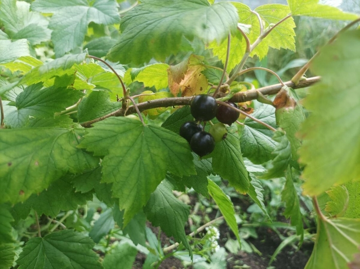Пятна на ягодах черной смородины