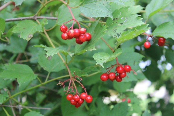 Калина обыкновенная