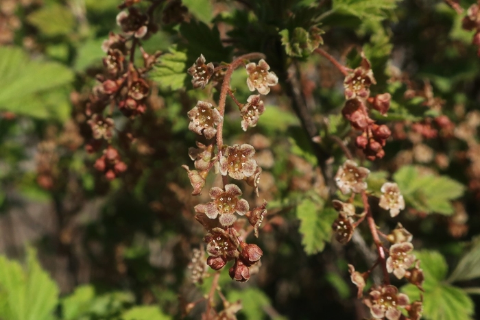 Смородина кроваво красная