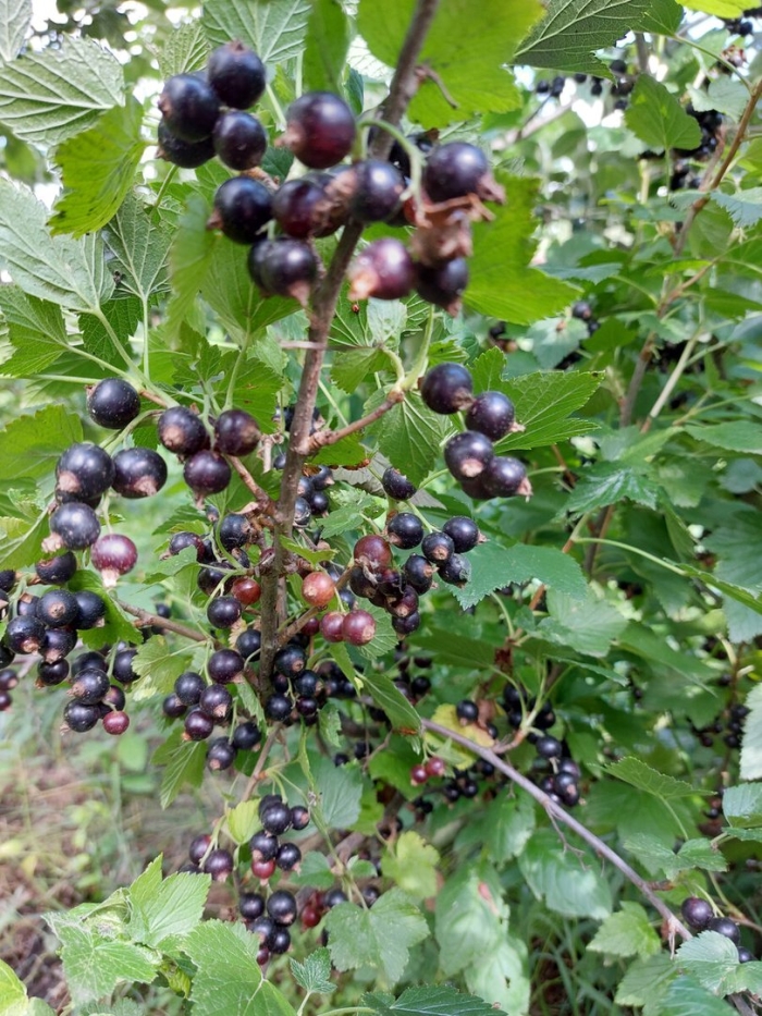 Сорт смородины селеченская