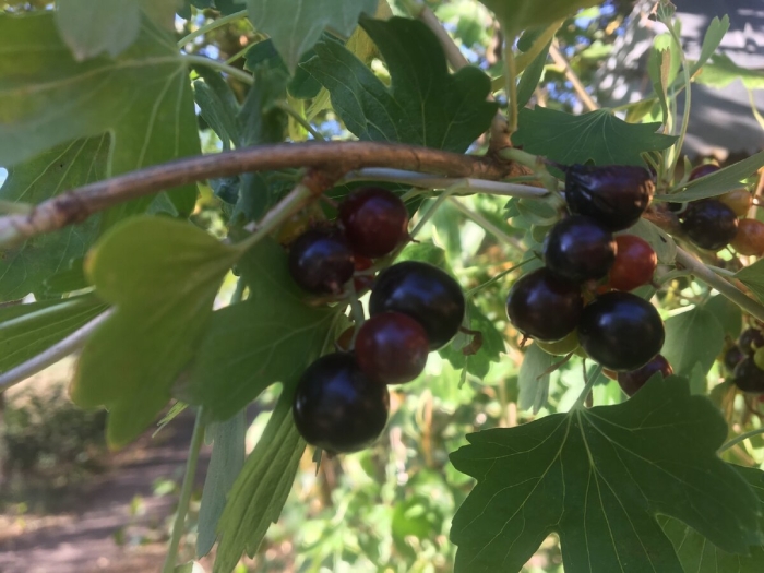 Смородина моховка