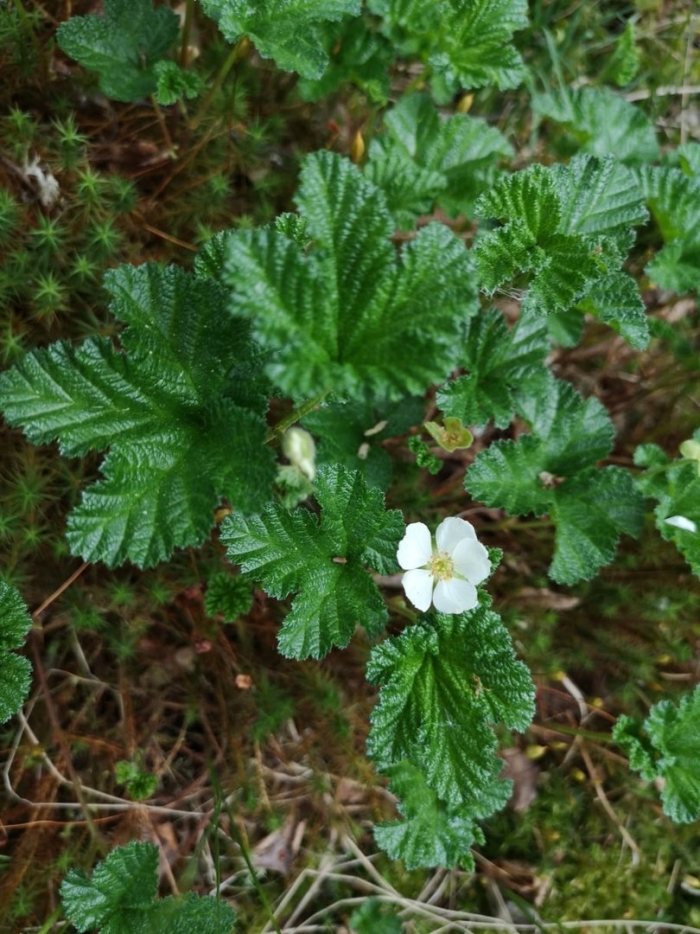 Морошка (rubus chamaemorus)