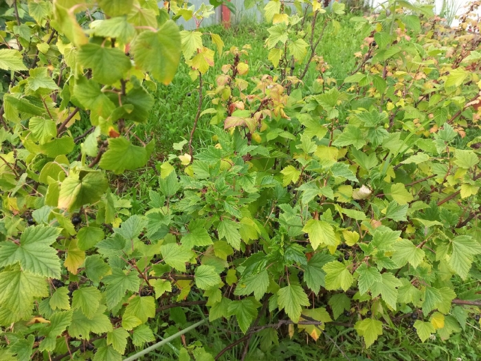 Куст смородины пожухли