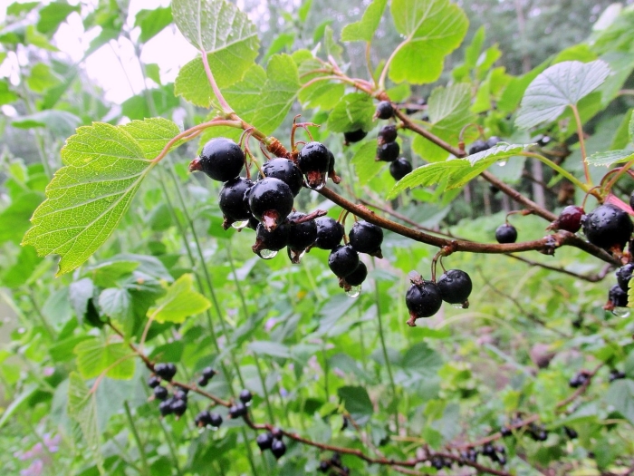 Смородина черная – ribes nigrum