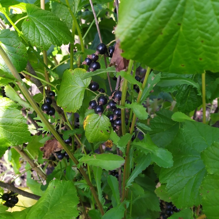 Черная смородина голубка