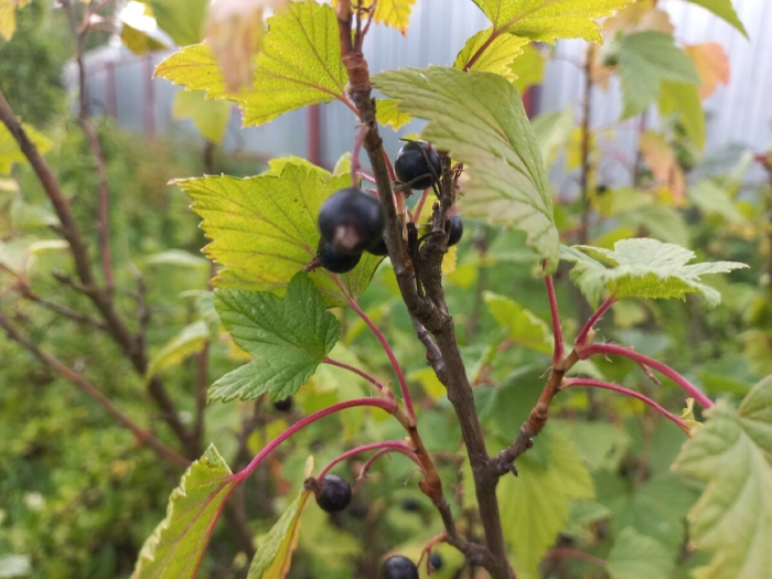 Черная смородина мелкая