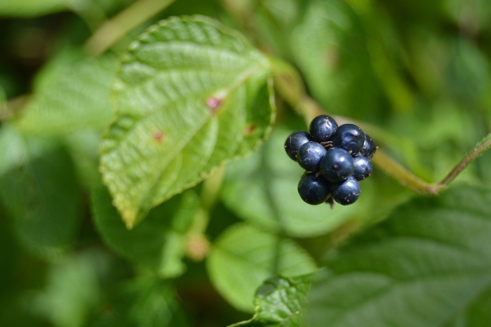 Паслен санберри