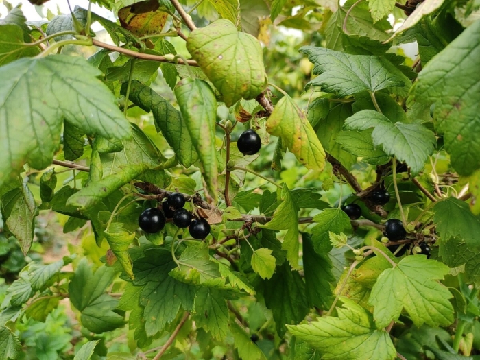 Смородина черная куст