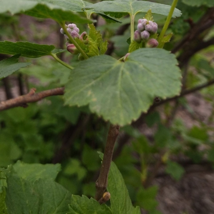 Лист смородина