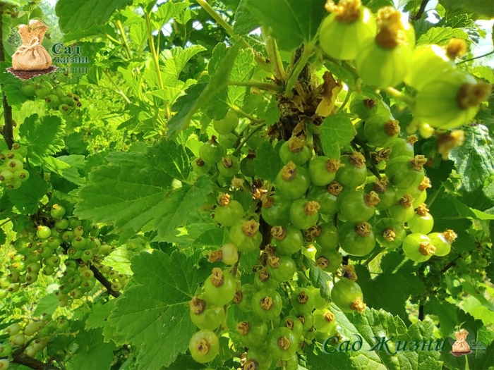 Смородина зеленоплодная изумрудное ожерелье