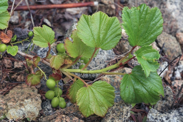 Vitis rotundifolia