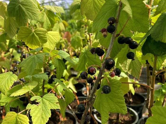 Смольяниновская смородина