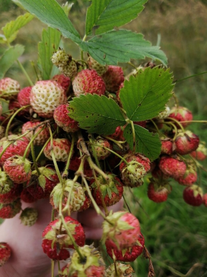 Лесная ягода луговая земляника клубника
