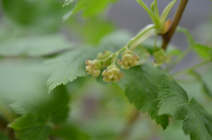 Черная смородина цветет