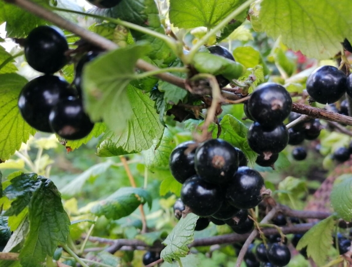 Смородина крыжовник саженцы