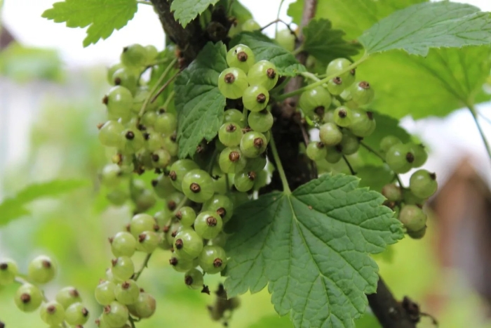 Смородина зеленоплодная изумрудное ожерелье