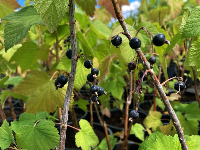 Смородина репис