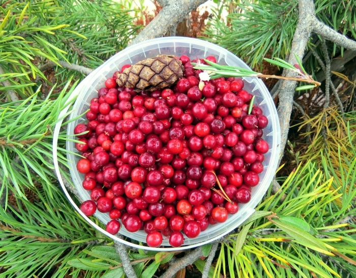 Смородина моховая моховка