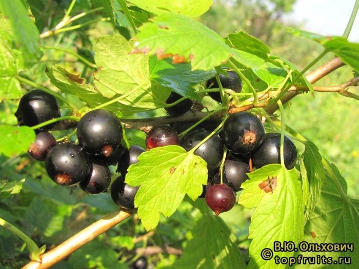 Черная смородина сорт лентяй