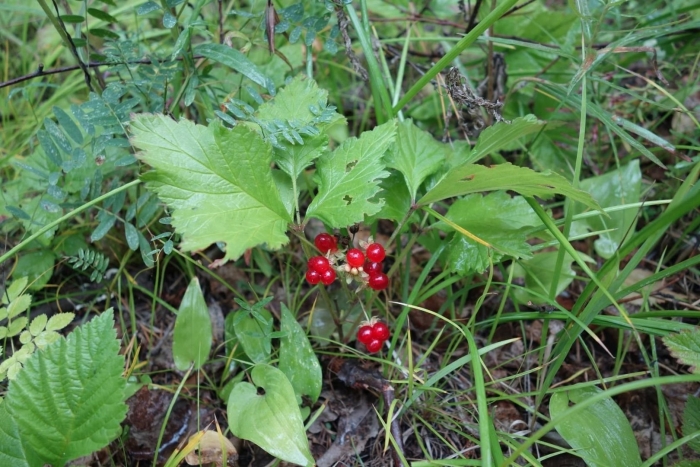 Моховка ягода