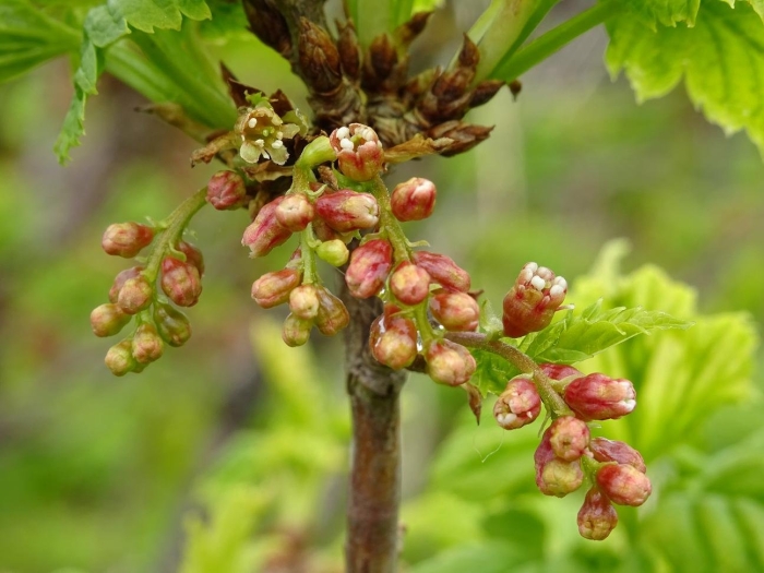 Смородина биберштейна