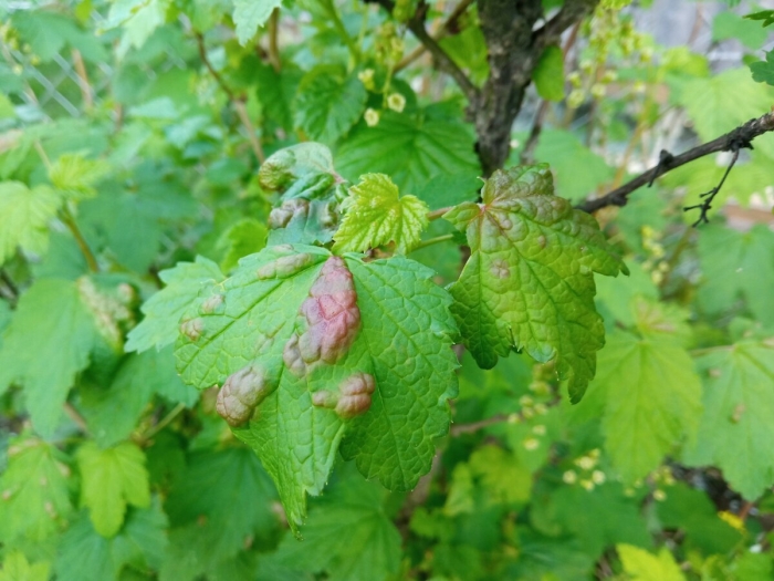 Антракноз смородины тля