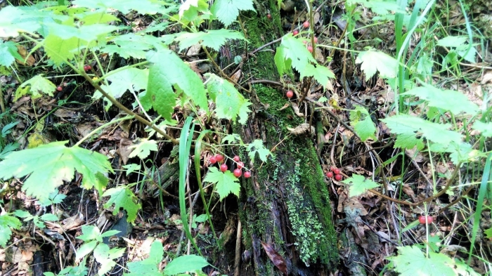 Маховка ягода забайкалье