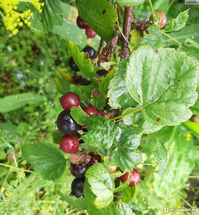 Смородина черная орловская серенада