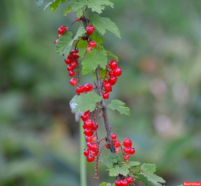 Красная смородина кустарник
