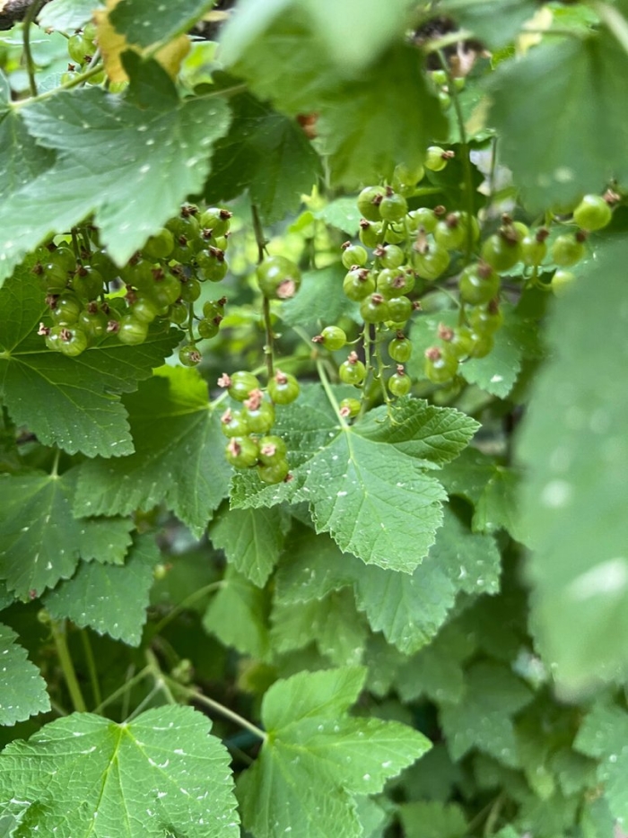 Куст смородина