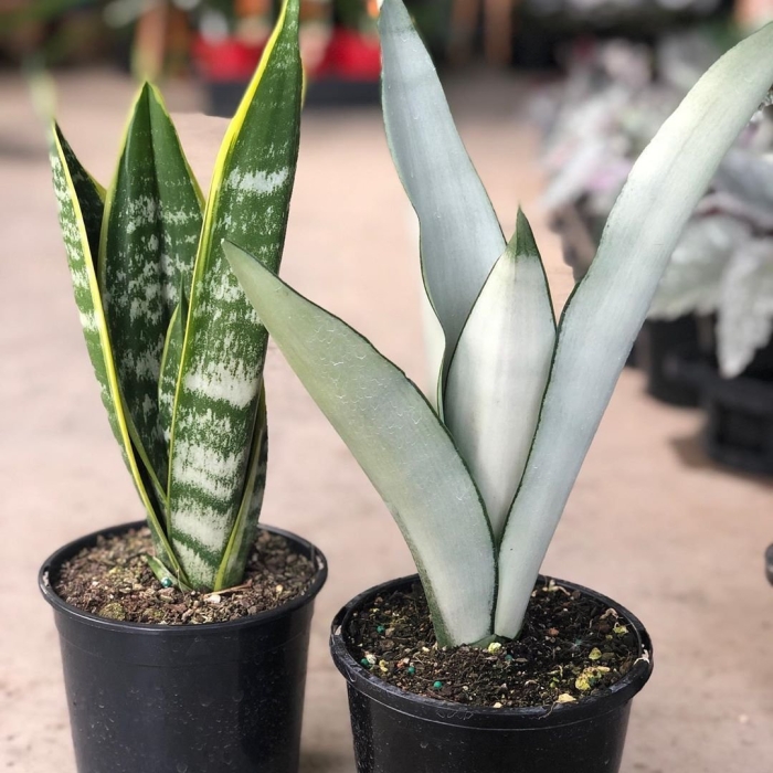 Сансевьера муншайн