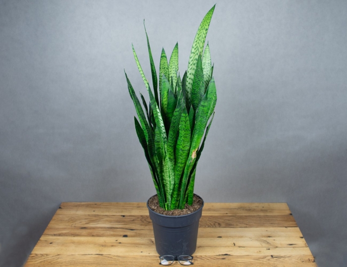 Сансевиерия блэк голд