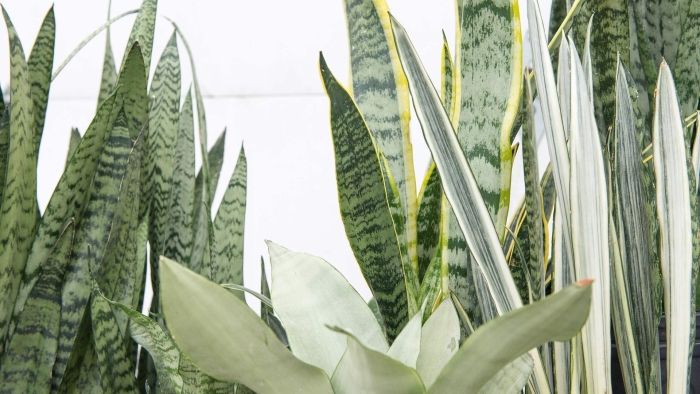 Sansevieria trifasciata